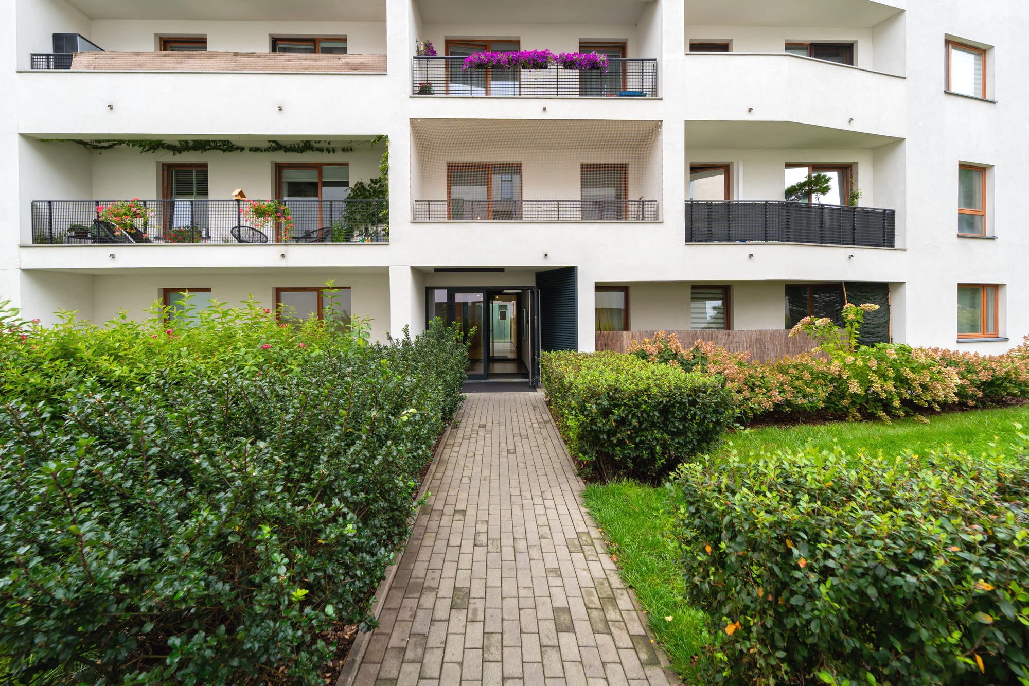 The shared front entrance of a cream-rendered three-storey apartment building, approached along a grey brick-paver path that runs between two clipped evergreen hedges; balconies above hold potted geraniums and a spill of magenta bougainvillea, warm timber window frames punctuate the walls, and mown lawn borders the path on the right in soft overcast light.